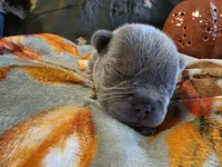 Winston, a male French Bulldog for sale in Columbia Falls, MT – 3 of 8