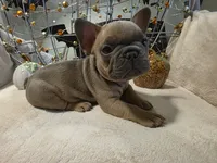 Walter, a male French Bulldog for sale in Columbia Falls, MT – 3 of 10