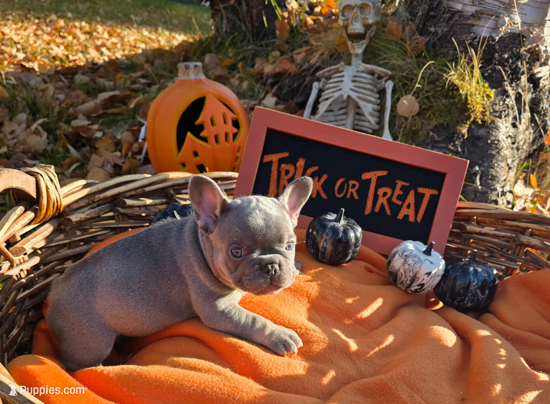 Hazel, a female French Bulldog for sale in Columbia Falls, MT – 1 of 10