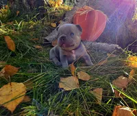 Hazel, a female French Bulldog for sale in Columbia Falls, MT – 6 of 10