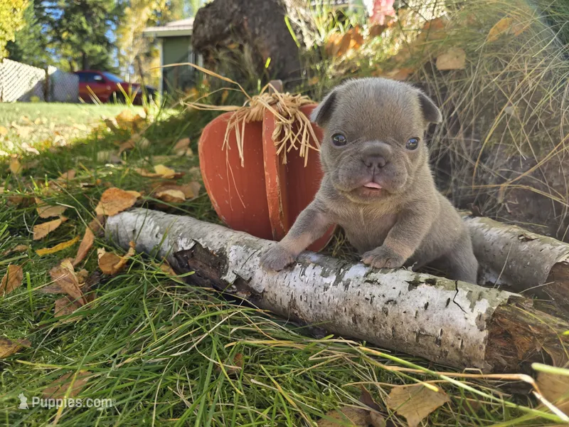 Winston – French Bulldog puppy for sale in Columbia Falls, MT