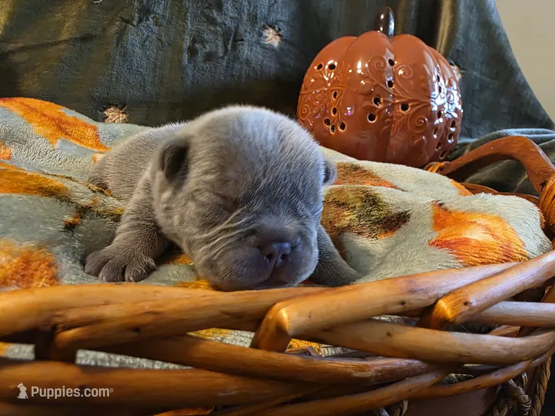 Winston – French Bulldog puppy for sale in Columbia Falls, MT