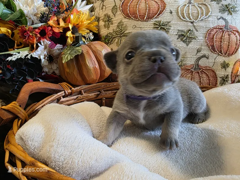 Hazel – French Bulldog puppy for sale in Columbia Falls, MT