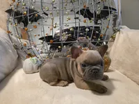 Walter, a male French Bulldog for sale in Columbia Falls, MT – 6 of 10
