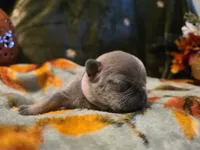 Winnie, a female French Bulldog for sale in Columbia Falls, MT – 5 of 10
