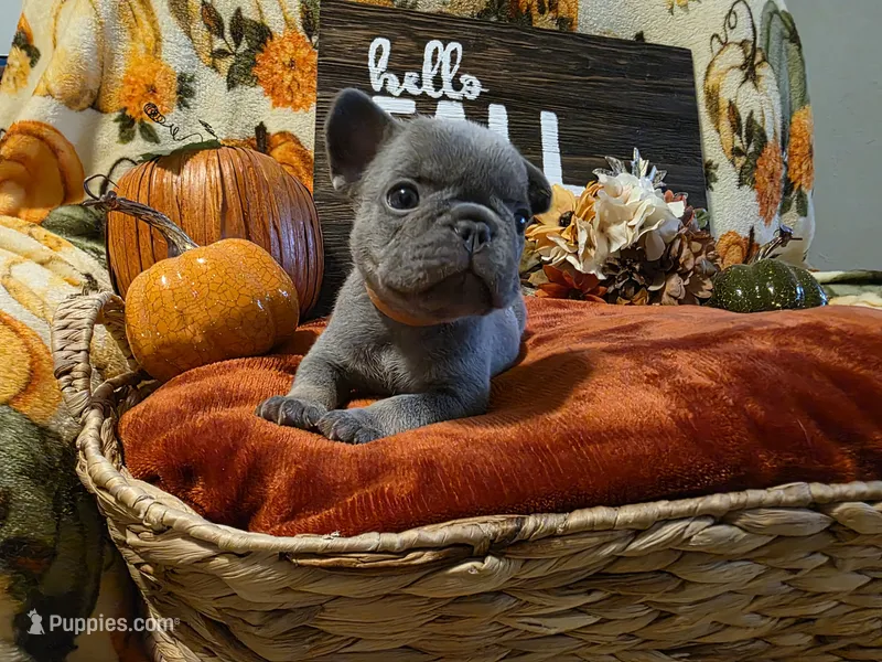 Winston – French Bulldog puppy on hold in Columbia Falls, MT