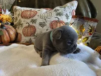 Autumn, a female French Bulldog for sale in Columbia Falls, MT – 2 of 6