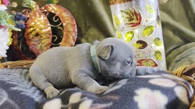 Autumn, a female French Bulldog for sale in Columbia Falls, MT – 6 of 6