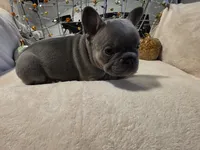Hazel, a female French Bulldog for sale in Columbia Falls, MT – 8 of 10