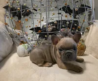 Walter, a male French Bulldog for sale in Columbia Falls, MT – 4 of 10