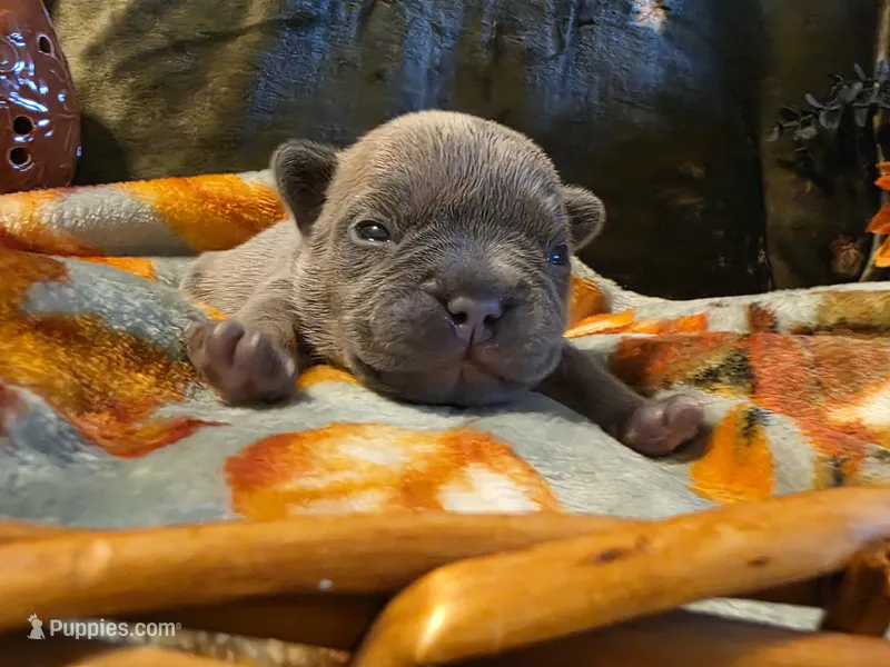 Walter – French Bulldog puppy for sale in Columbia Falls, MT