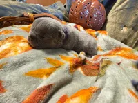 Hazel, a female French Bulldog for sale in Columbia Falls, MT – 4 of 10