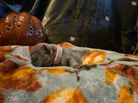 Winnie, a female French Bulldog for sale in Columbia Falls, MT – 7 of 10