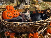Walter, a male French Bulldog for sale in Columbia Falls, MT – 9 of 10
