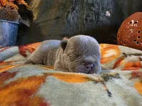 Winston, a male French Bulldog for sale in Columbia Falls, MT – 6 of 8