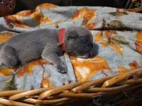 Maple, a female French Bulldog for sale in Columbia Falls, MT – 5 of 9