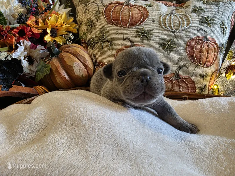 Winston – French Bulldog puppy for sale in Columbia Falls, MT
