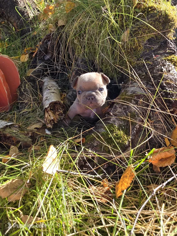 Walter – French Bulldog puppy for sale in Columbia Falls, MT