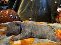 Hazel, a female French Bulldog for sale in Columbia Falls, MT – 7 of 10
