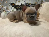 Walter, a male French Bulldog for sale in Columbia Falls, MT – 5 of 10
