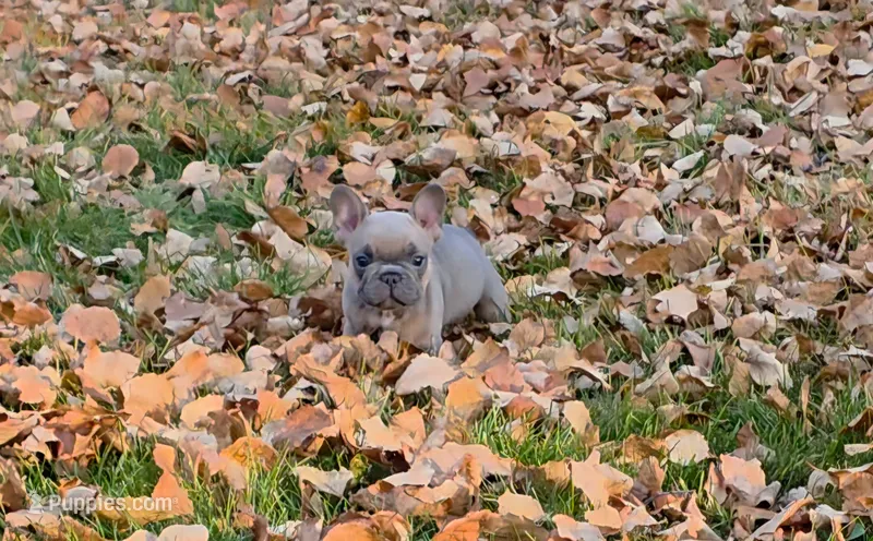 Walter – French Bulldog puppy for sale in Columbia Falls, MT