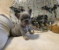 Hazel, a female French Bulldog for sale in Columbia Falls, MT – 4 of 10