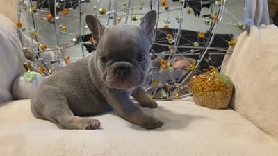 Hazel, a female French Bulldog for sale in Columbia Falls, MT – 9 of 10