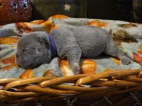 Hazel, a female French Bulldog for sale in Columbia Falls, MT – 2 of 10