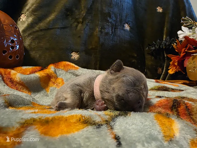 Winnie – French Bulldog puppy for sale in Columbia Falls, MT