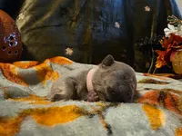 Winnie, a female French Bulldog for sale in Columbia Falls, MT – 1 of 10