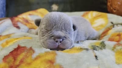 Winston, a male French Bulldog for sale in Columbia Falls, MT – 8 of 8