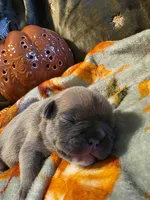 Maple, a female French Bulldog for sale in Columbia Falls, MT – 7 of 9