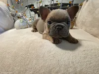 Walter, a male French Bulldog for sale in Columbia Falls, MT – 7 of 10