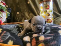 Autumn, a female French Bulldog for sale in Columbia Falls, MT – 5 of 6