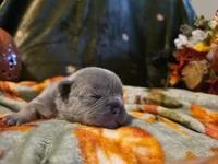 Hazel, a female French Bulldog for sale in Columbia Falls, MT – 6 of 10