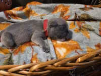 Maple, a female French Bulldog for sale in Columbia Falls, MT – 8 of 9