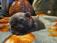 Maple, a female French Bulldog for sale in Columbia Falls, MT – 2 of 9