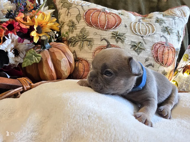 Walter – French Bulldog puppy for sale in Columbia Falls, MT