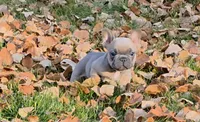 Walter, a male French Bulldog for sale in Columbia Falls, MT – 8 of 10