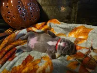 Maple, a female French Bulldog for sale in Columbia Falls, MT – 6 of 9