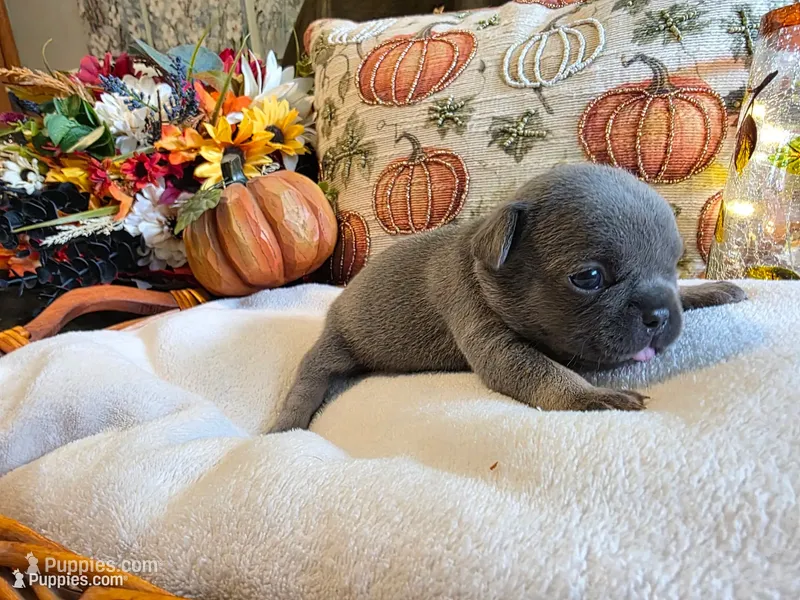 Autumn – French Bulldog puppy for sale in Columbia Falls, MT