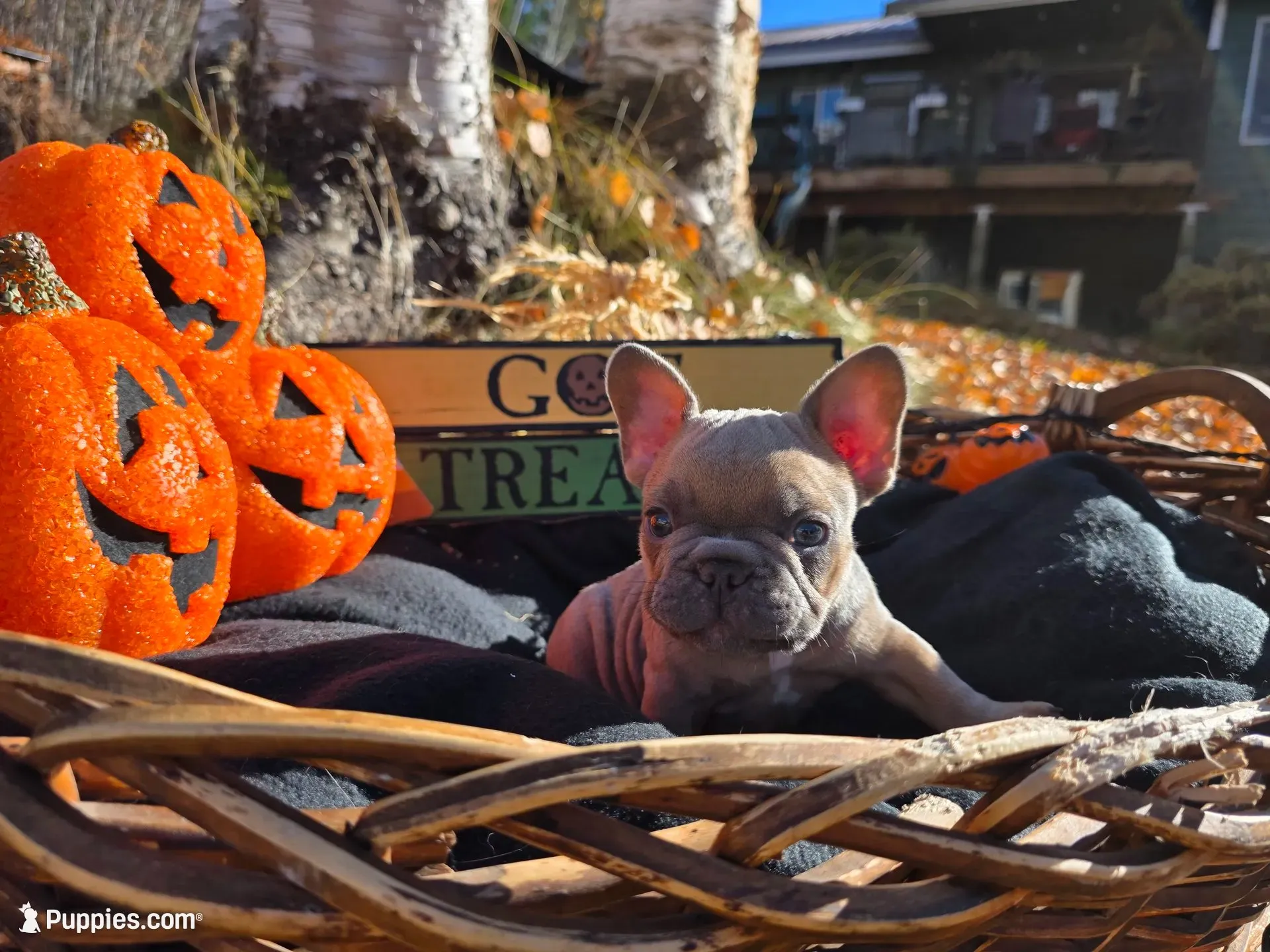 Walter, a male French Bulldog for sale in Columbia Falls, MT – 1 of 10
