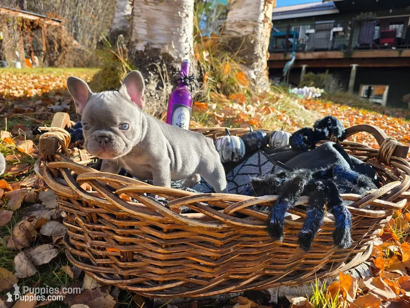 Hazel – French Bulldog puppy for sale in Columbia Falls, MT