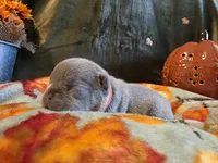 Winston, a male French Bulldog for sale in Columbia Falls, MT – 2 of 8