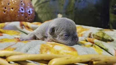 Hazel, a female French Bulldog for sale in Columbia Falls, MT – 10 of 10