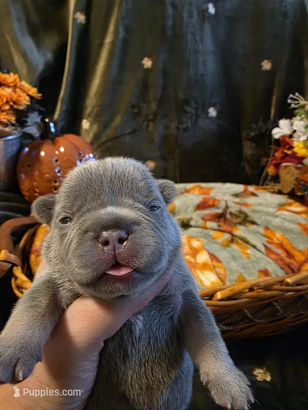 Hazel – French Bulldog puppy for sale in Columbia Falls, MT