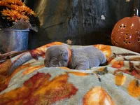 Winston, a male French Bulldog for sale in Columbia Falls, MT – 5 of 8