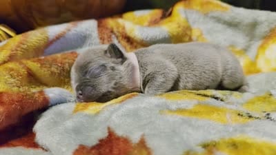 Winnie, a female French Bulldog for sale in Columbia Falls, MT – 10 of 10