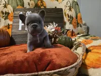 Hazel, a female French Bulldog for sale in Columbia Falls, MT – 5 of 10