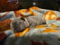 Winnie, a female French Bulldog for sale in Columbia Falls, MT – 4 of 10